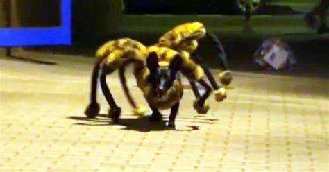 Mutant giant spider dog prank terrifies people - CBS News