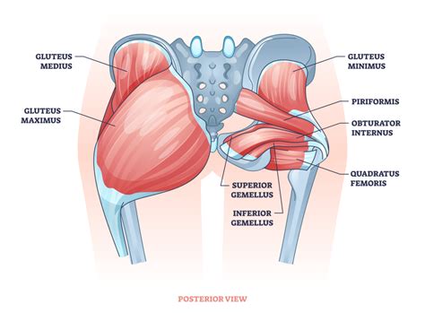 Dumbbell Glute Bridge: Benefits, Muscles Worked, and More - Inspire US