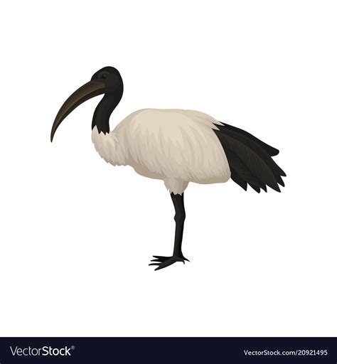 Detailed flat icon of ibis sacred bird Royalty Free Vector