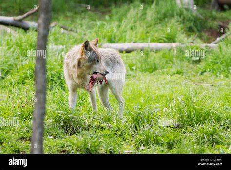 Wolf Prey Stock Photos & Wolf Prey Stock Images - Alamy