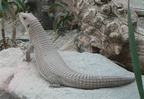 Sudan plated lizard - Facts, Diet, Habitat & Pictures on Animalia.bio