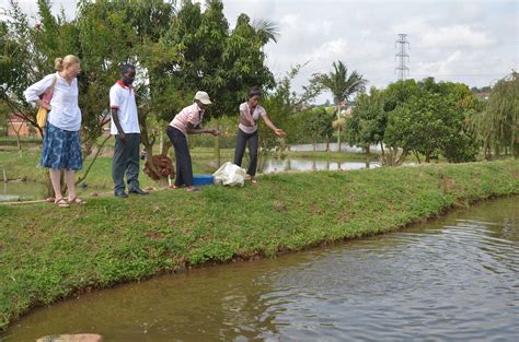 Fish farming in Kampala, Uganda. Photo by Jens Peter Tang … | Flickr