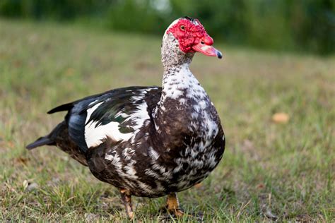 Choosing the Best Duck Breed for Your Homestead