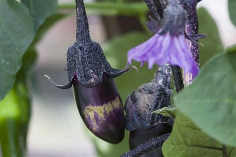 How to Grow Aubergines from Seed - gardenersworld.com