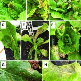 Symptoms of Impatiens necrotic spot virus (INSV) infection on lettuce... | Download Scientific ...