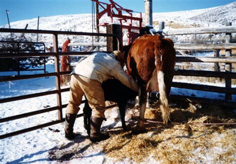 Assisting the bonding process between cow and calf | TSLN.com