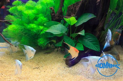 How Often to Fertilize Aquarium Plants? - Aquariumia