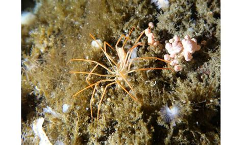 Giant Antarctic sea spiders reproductive mystery solved by researchers