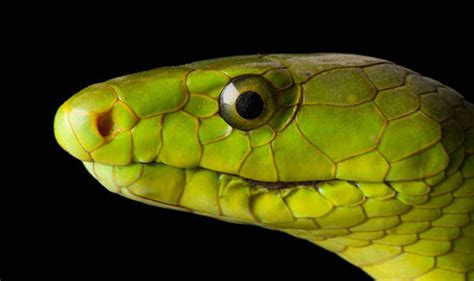 One of the world’s most venomous snakes the green mamba has made its ...