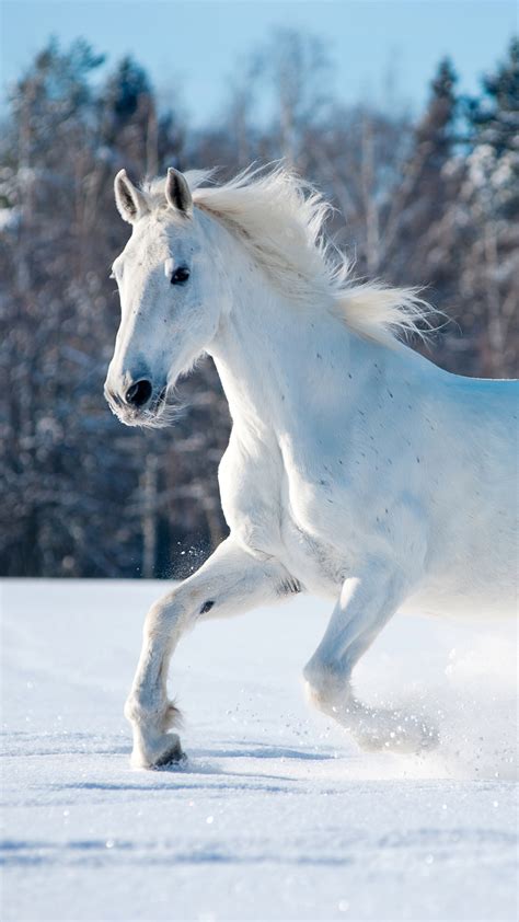 Wallpaper Download Hd Full Hd White Horse Wallpaper / Blue moving ...