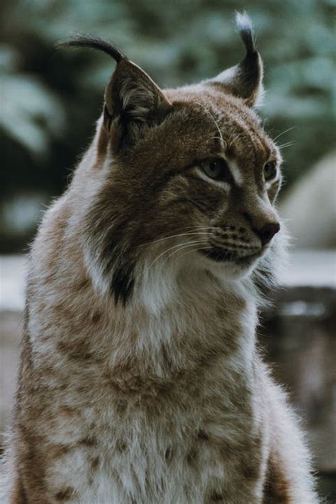 Wild lynx in zoological park · Free Stock Photo