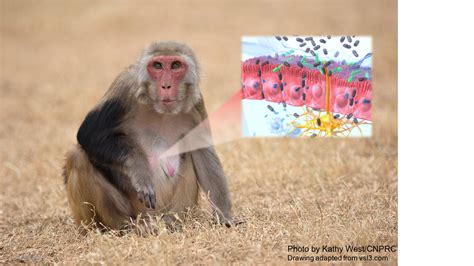 Naturally occurring monkey disorder offers insight for human intestinal disorder - California ...