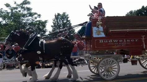 Budweiser Clydesdales, Percheron and Haflinger hitches - YouTube