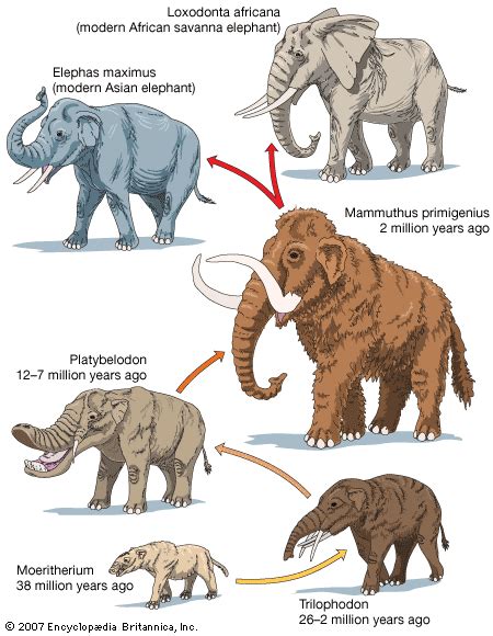 elephant evolution | Elephant | Pinterest | Evolution, Prehistoric and Prehistoric animals