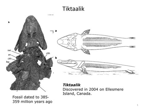 Tiktaalik