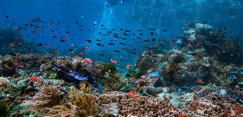 Beautiful Underwater Ocean