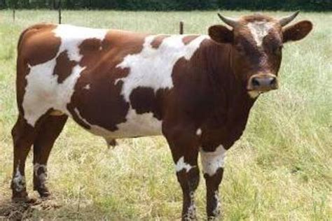 Ayrshire Cattle: The Resilient and Adaptable Breed for Sustainable Dairy Farming