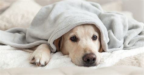 Caring For a Sick Puppy: 7 Common Illnesses — Pumpkin®