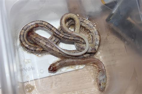 Living Alongside Wildlife: Readers Write In: Snake in the Bathtub Edition (grisly photo alert)