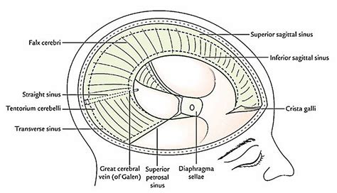 Tentorium Cerebelli Cadaver