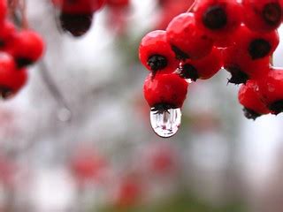 Have a berry happy bokeh Wednesday! | Maximize image or View… | Flickr