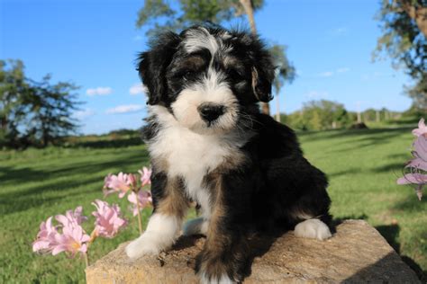 Bernedoodle Puppies For Sale | Chicago, IL #238465