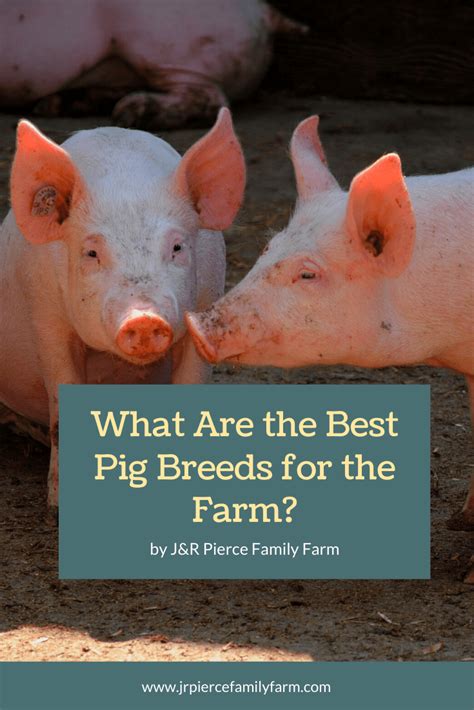 ⋆ ️ Pig breeds: the best breeds for pig farming ⋆ Qoodis.com