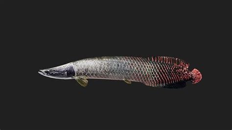 Arapaima 3D model rigged | CGTrader