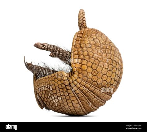 Brazilian three-banded armadillo rolling, Tolypeutes tricinctus - 4 years old Stock Photo - Alamy