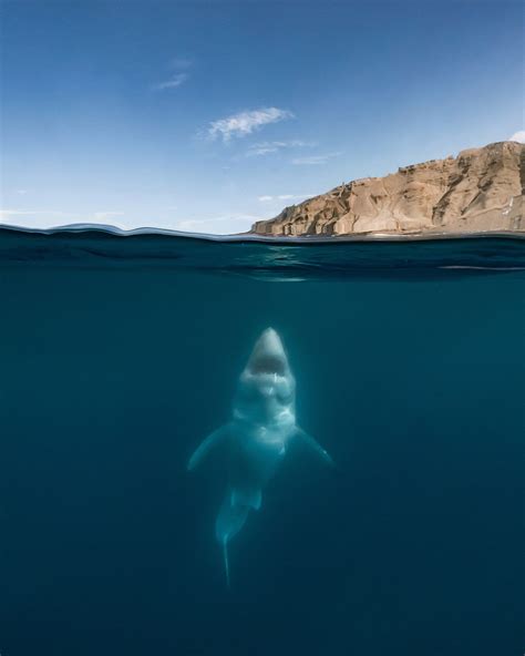 Photographer Andy Mann Has No Fear Swimming With Great White Sharks | Ocean photography ...