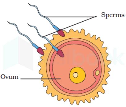 External Fertilization Diagram