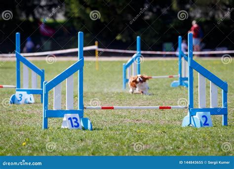 Set of Obstacles on Dog Agility Sport Competitions Stock Image - Image of midday, playful: 144843655