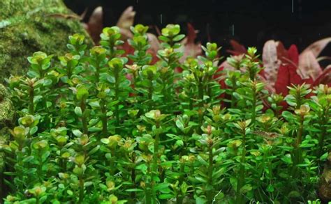 Best Red Aquarium Plants That Can Add Color To Your Tank