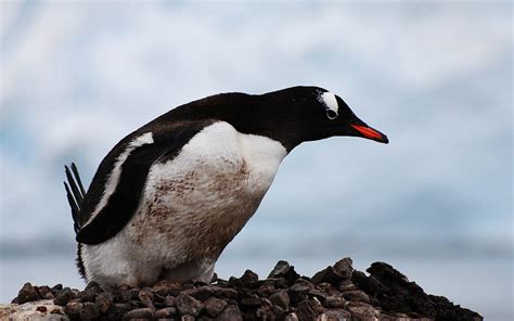 Animals, Bird, Beak, Color, Penguin HD wallpaper | Pxfuel