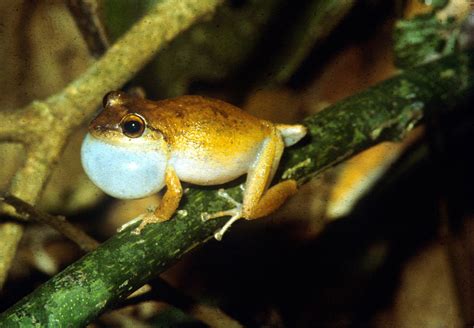 Warmer climate could cause Puerto Rico's frogs to croak