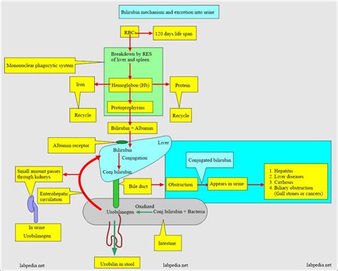 Urine Bilirubin, Bilirubinuria - Labpedia.net