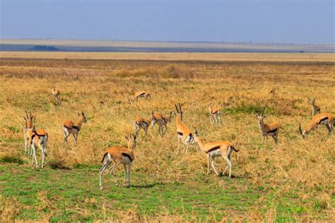 Herd of Thomson`s Gazelle Eudorcas Thomsonii in Serengeti National Park ...