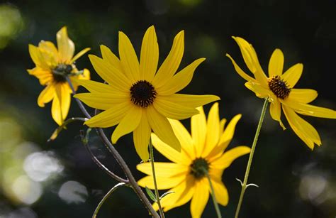 How to Grow and Care for Swamp Sunflower – Helianthus angustifolius