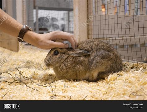 Brown Dwarf Rabbit Image & Photo (Free Trial) | Bigstock