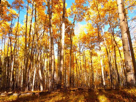 Quaking Aspen Trees Leaves Forest Wallpapers - Wallpaper Cave