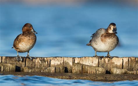 Ferruginous Duck photo ID guide - BirdGuides