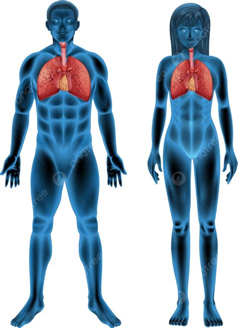 Human Respiratory System Breathing Health Biology Vector, Breathing, Health, Biology PNG and ...