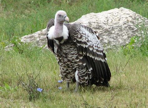 The Griffon Vulture | Wild Bird | The Wildlife