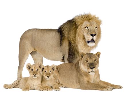 Free Wallpapers lions family lioness cubs leo white background