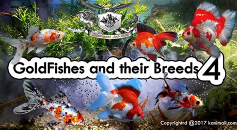 GoldFishes and Their Breeds Part 4 - Kaivalaya's Ani-Mall