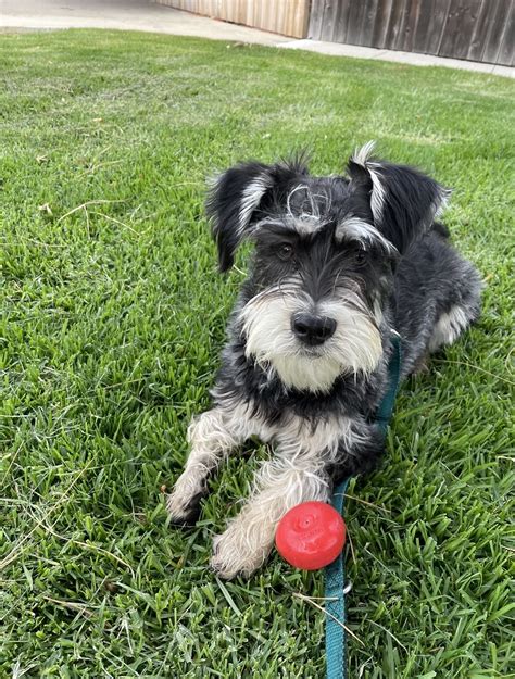 Up for Adoption | Miniature Schnauzer Rescue Of San Diego