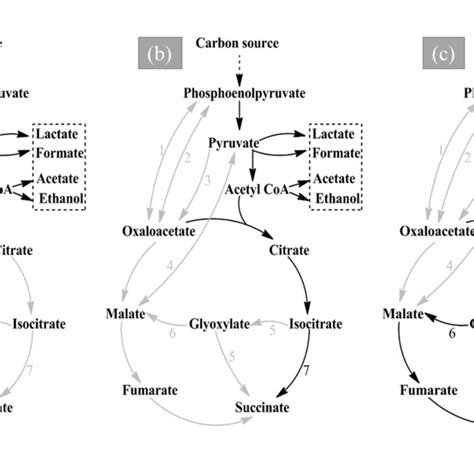 Studies with low cost succinic acid production. [Sketched by the ...