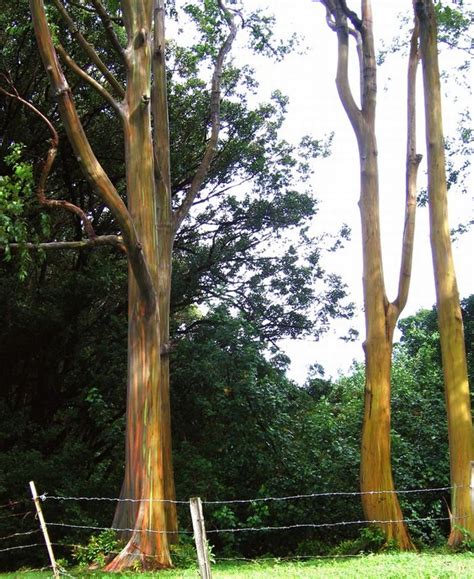 Rainbow Eucalyptus Tree - 07 Pics+Video | Curious, Funny Photos / Pictures