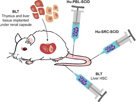 Figure 1 from Humanized Mouse Models of Clinical Disease. | Semantic ...