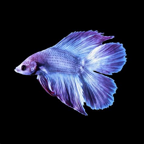 Betta wallpapers, Animal, HQ Betta pictures | 4K Wallpapers 2019